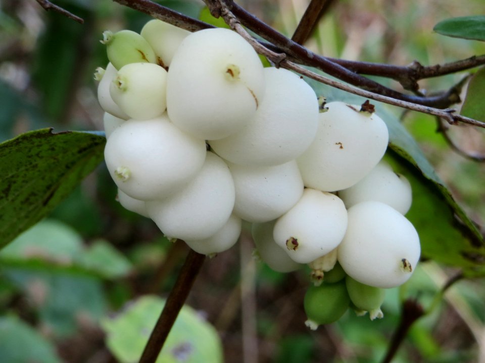 20140920Symphoricarpos_albus2