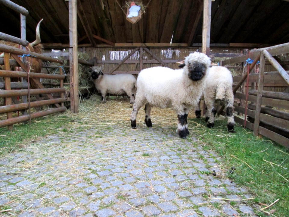 20141129Lebendige_Krippe_Hockenheim1