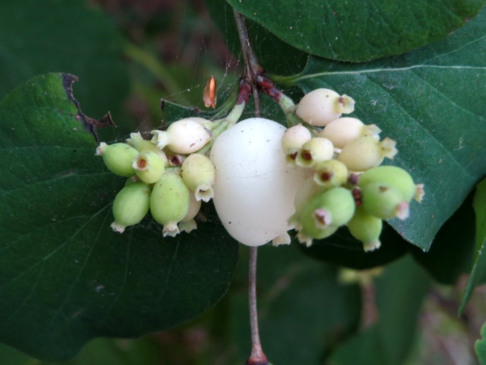 20140920Symphoricarpos_albus1