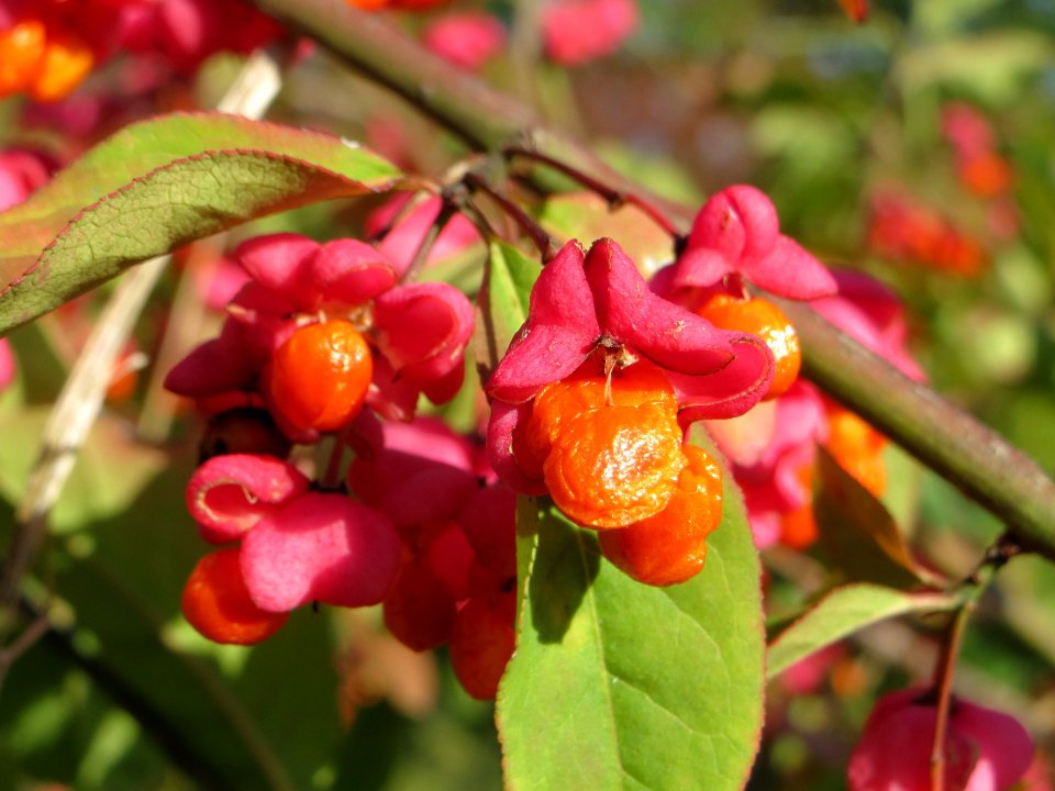 20140923Euonymus_europaeus1