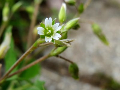 20140825Stellaria_media3