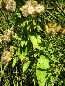 20140923Inula_conyzae1
