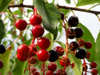20140808Prunus_serotina1