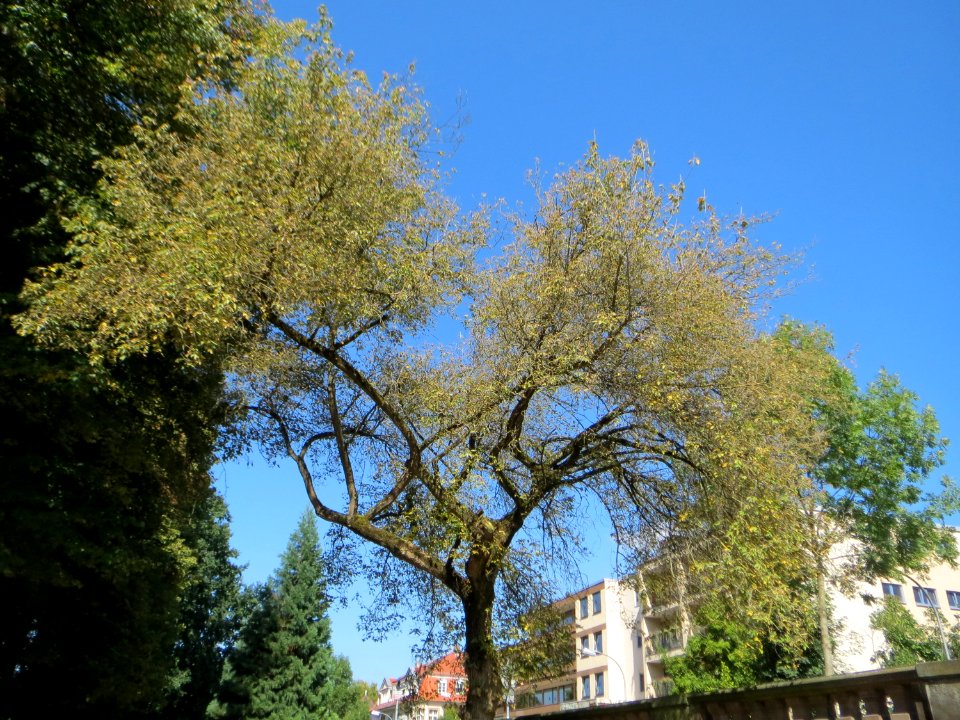 20140903Acer_negundo