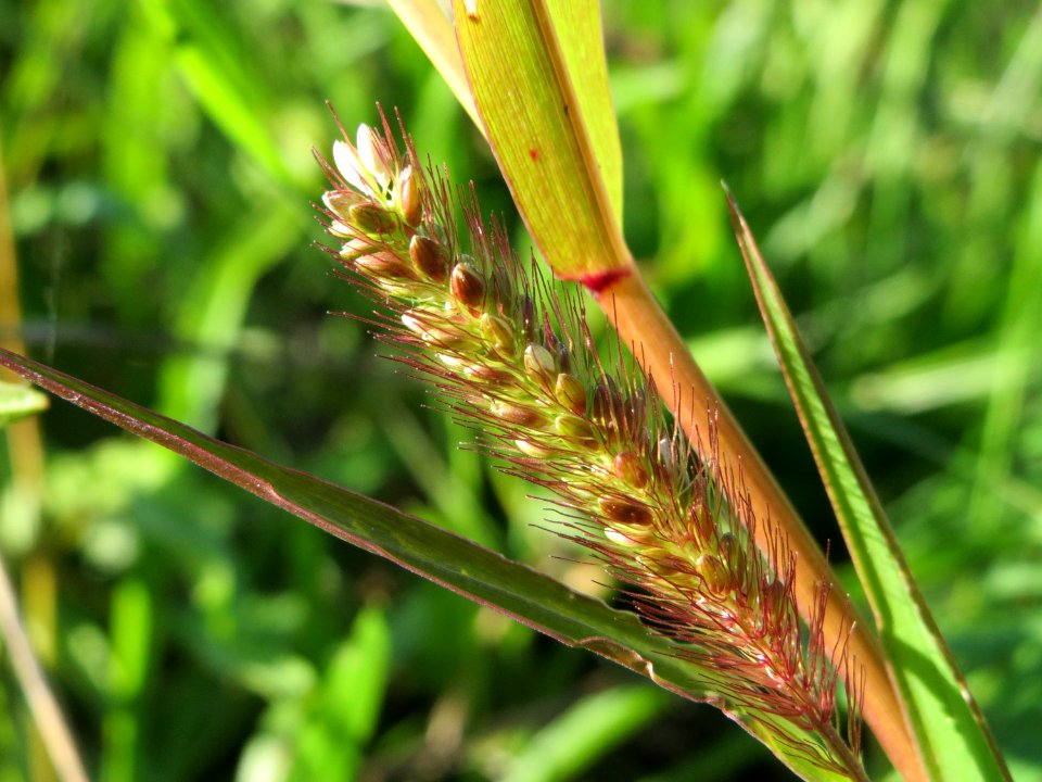 20140923Setaria_pumila2