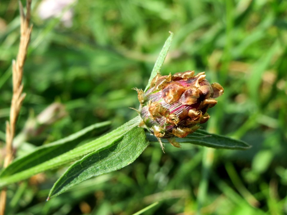 20140809Centaurea_jacea4