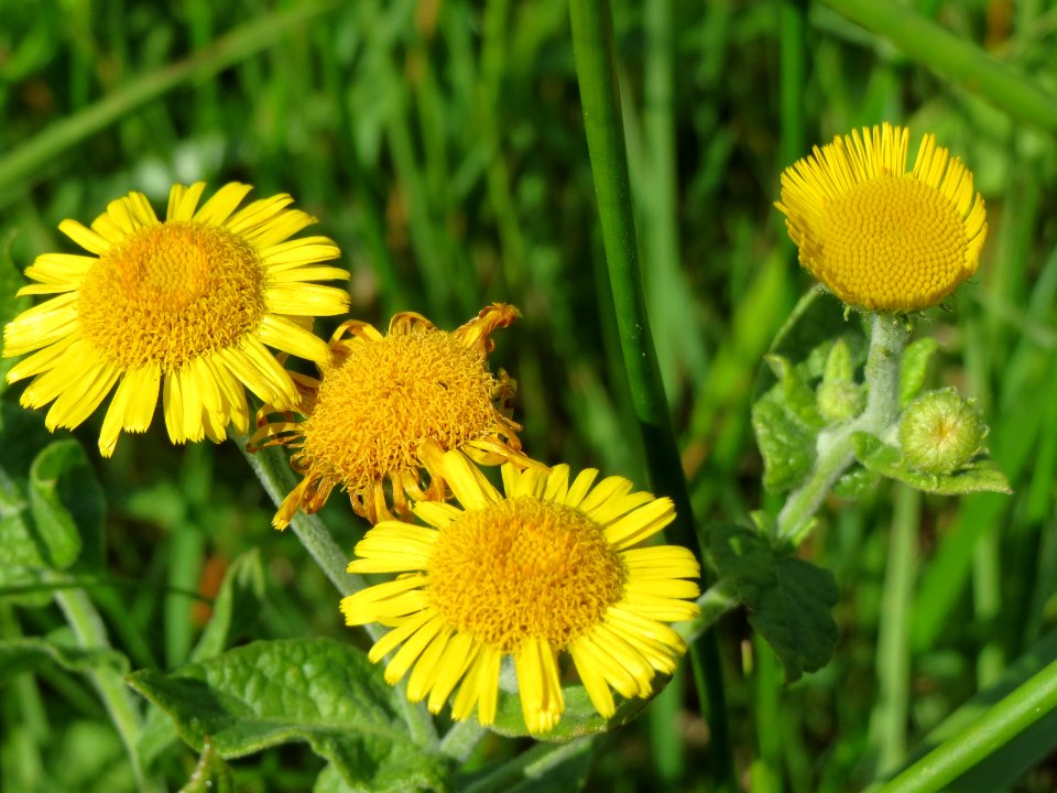 20140824Pulicaria_dysenterica2