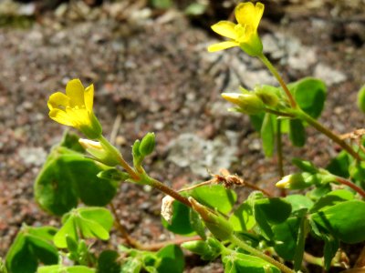 20140917Oxalis_stricta3