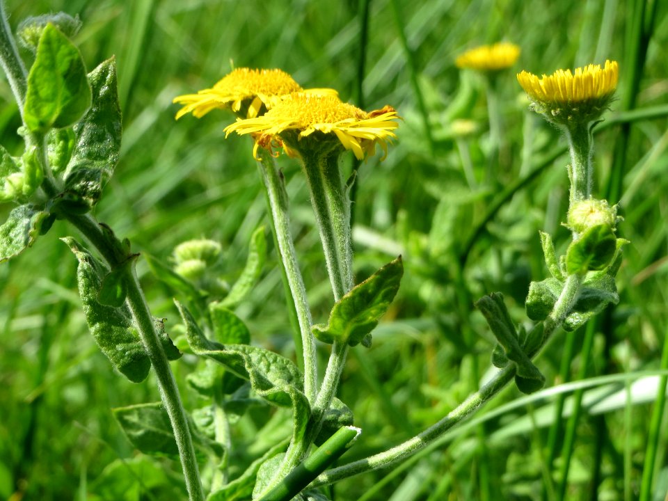 20140824Pulicaria_dysenterica1