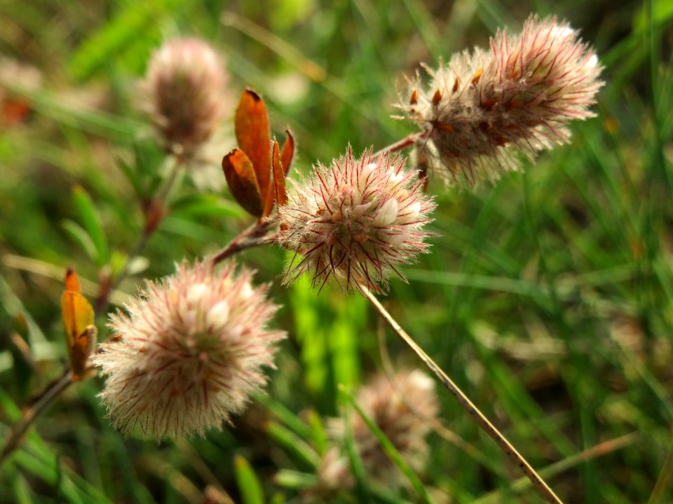 20140907Trifolium_arvense1