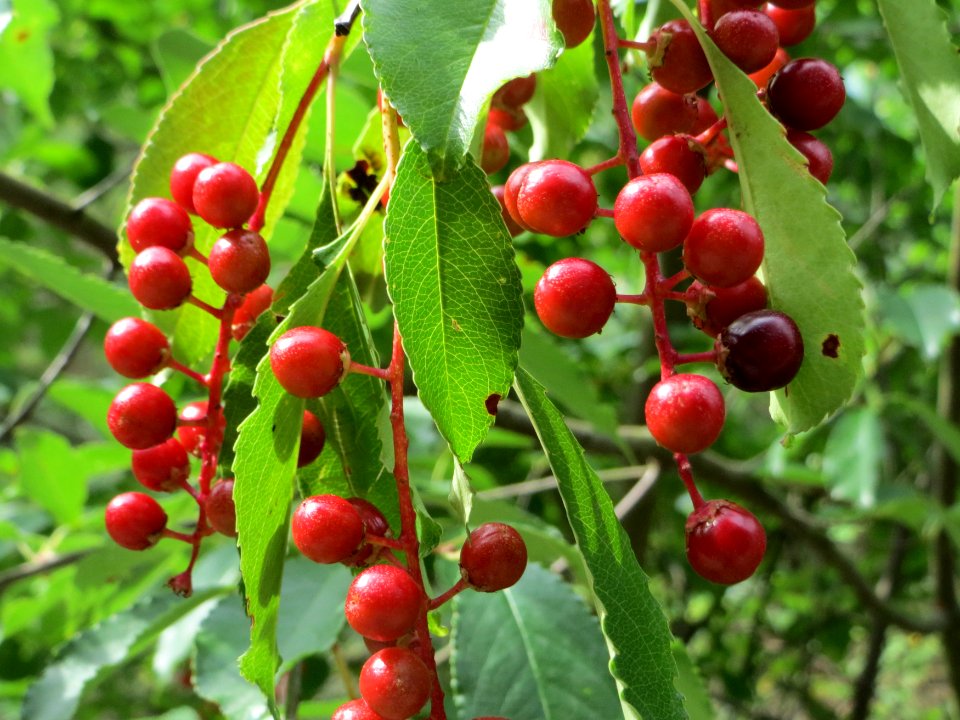 20140808Prunus_serotina3