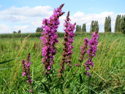 20140809Lythrum_salicaria1