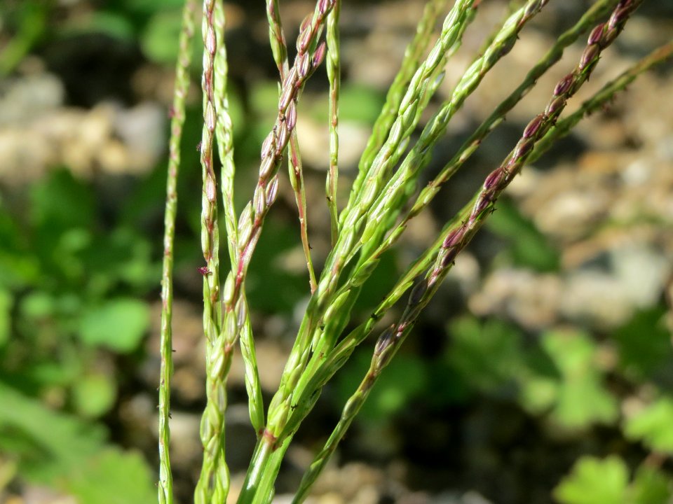 20140824Digitaria_sanguinalis4