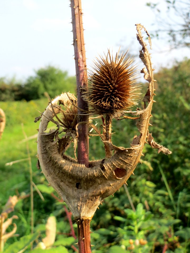 20140907Dipsacus_fullonum3