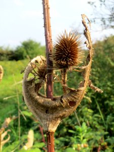 20140907Dipsacus_fullonum3