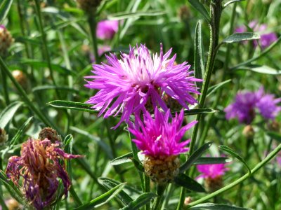 20140809Centaurea_jacea5