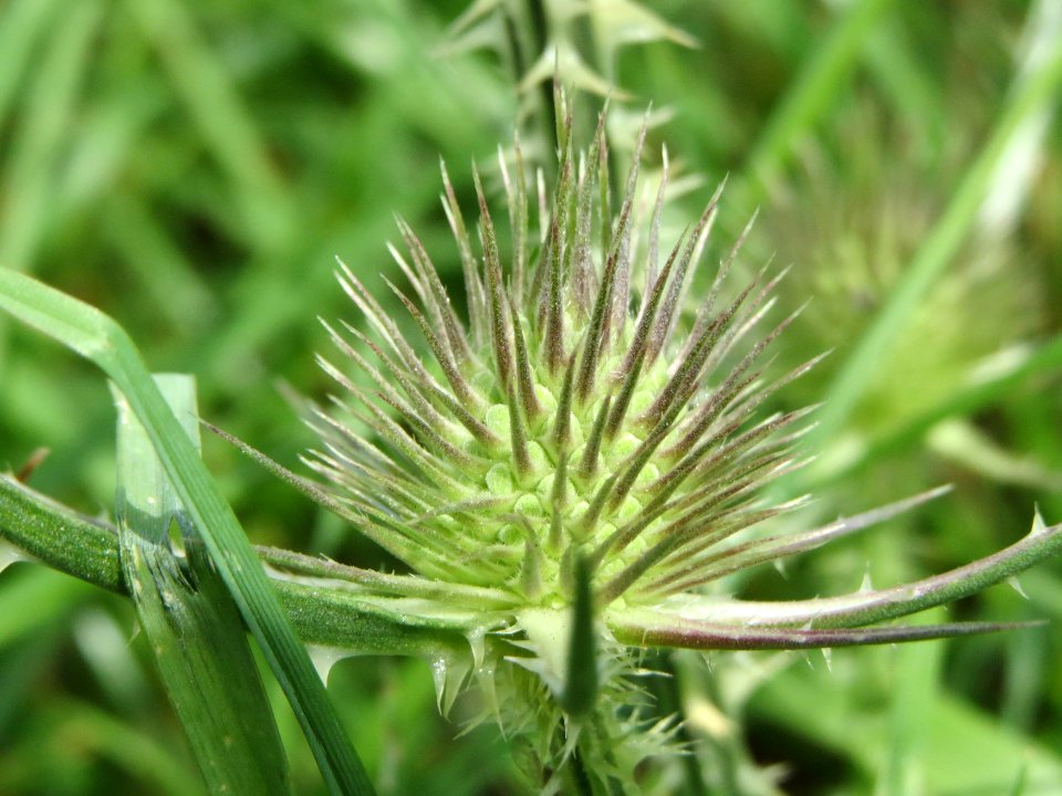 20140809Dipsacus_fullonum5