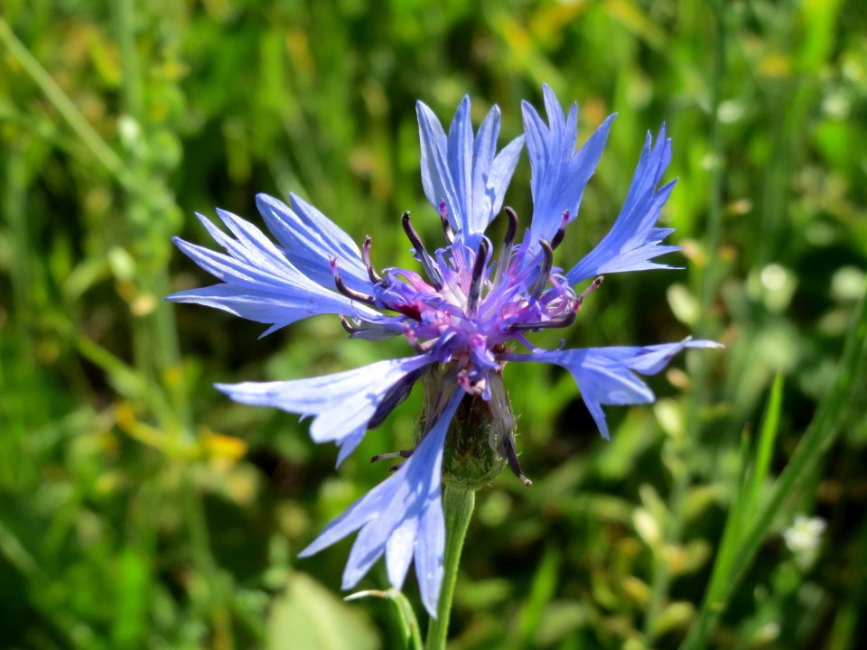 20140827Centaurea_cyanus1