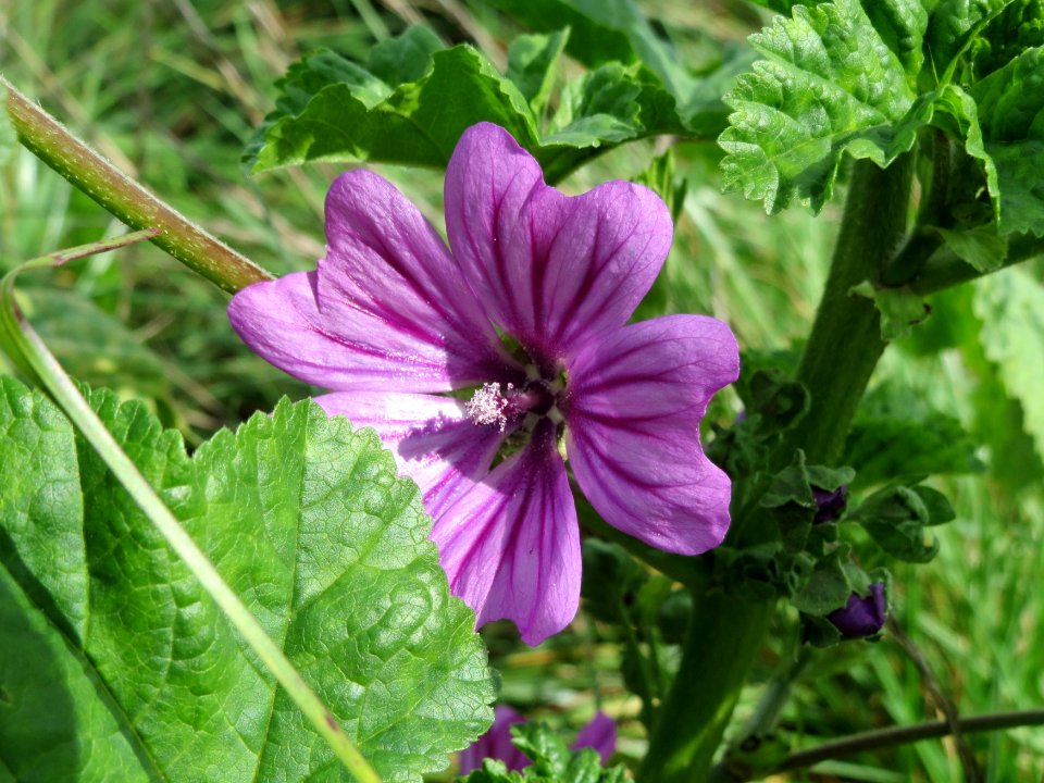 20140827Malva_sylvestris1