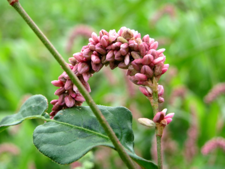 20140823Persicaria_lapathifolia
