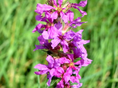 20140809Lythrum_salicaria2