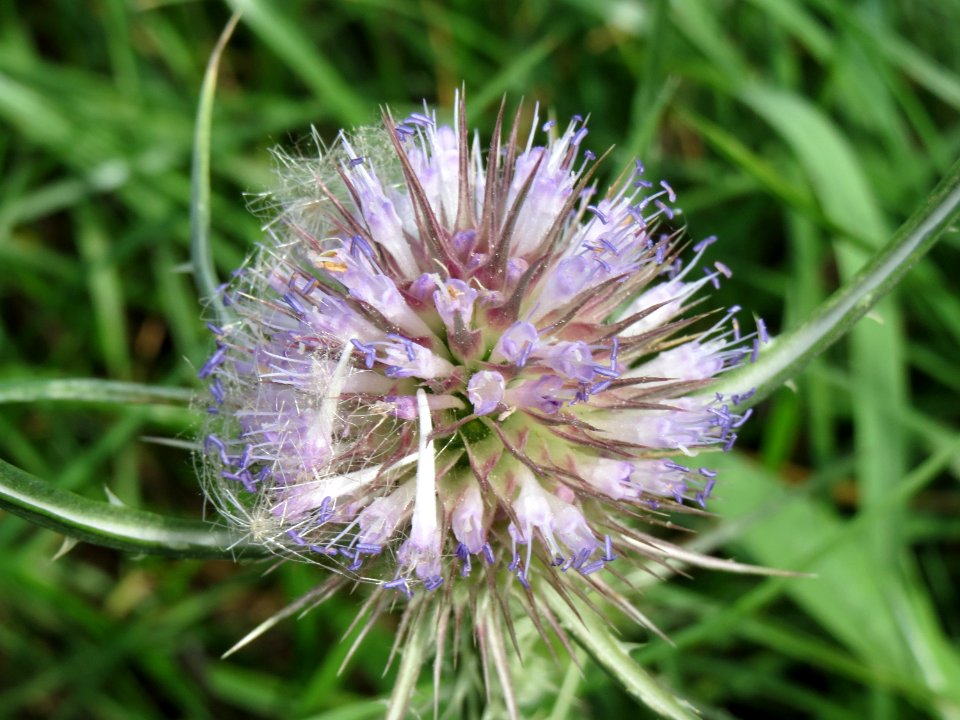 20140809Dipsacus_fullonum4