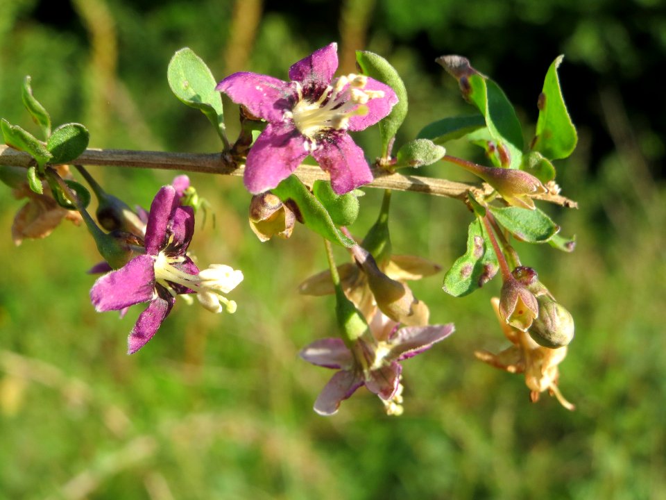 20140827Lycium_barbarum3