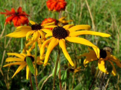 20140827Rudbeckia_hirta1