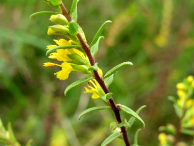 20140803Odontites_luteus2