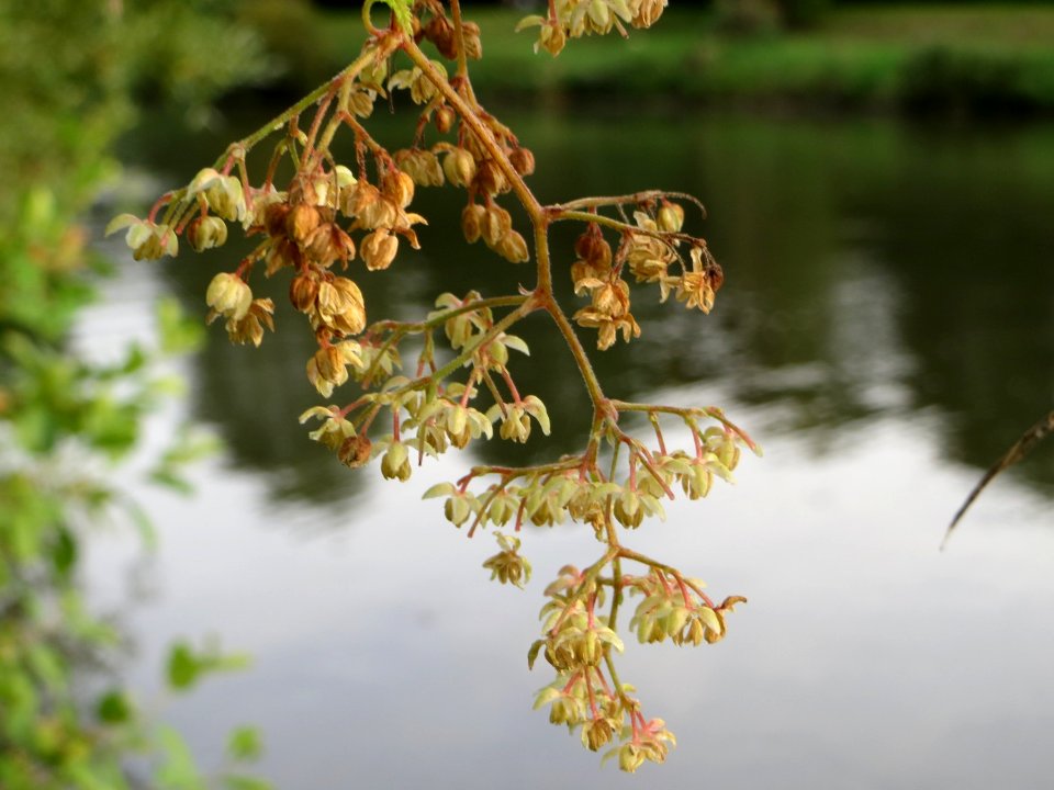 20140829Humulus_lupulus4
