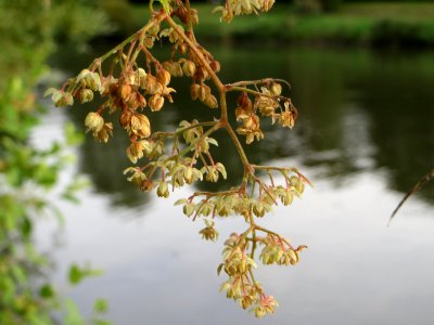 20140829Humulus_lupulus4