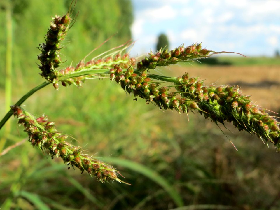 20140920Echinochloa_crus-galli3