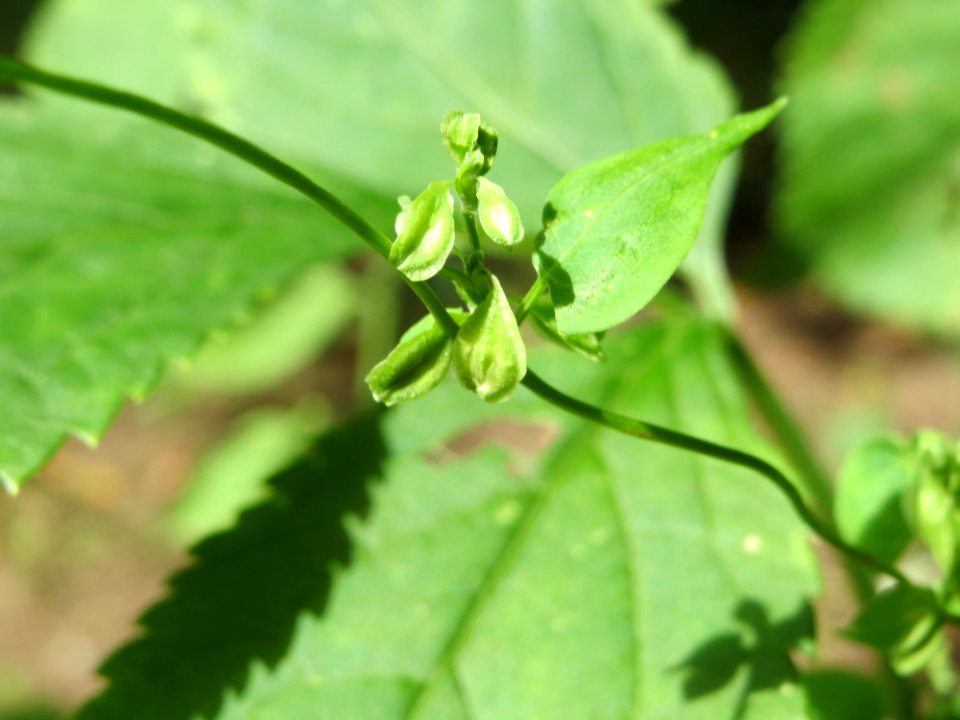 20140901Fallopia_dumetorum