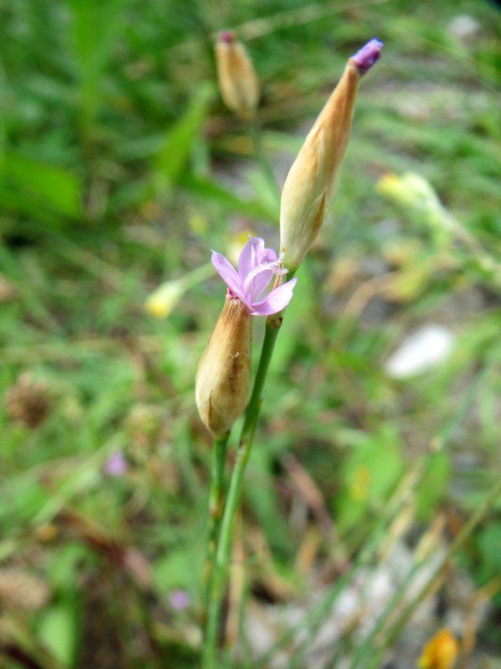 20140808Petrorhagia_prolifera3