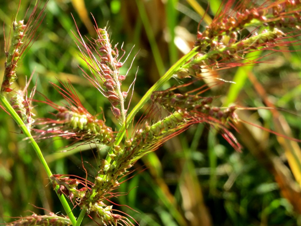20140920Echinochloa_crus-galli7