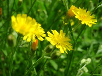 20140804Crepis_biennis2