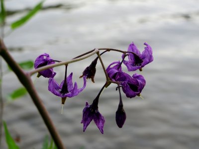 20140829Solanum_dulcamara