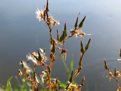 20140920Lactuca_serriola
