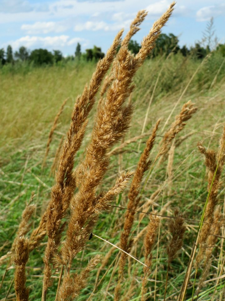 20140809Calamagrostis_epigejos2