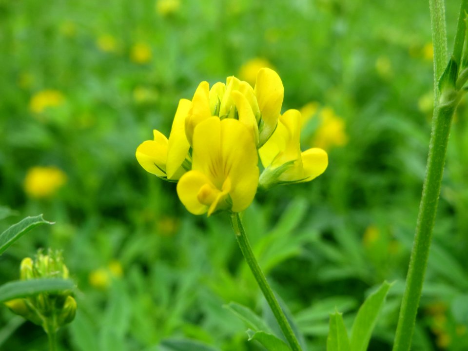20140803Medicago_sativa_ssp_falcata4
