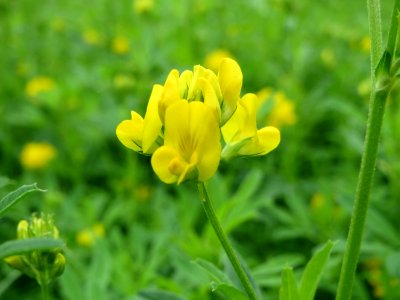 20140803Medicago_sativa_ssp_falcata4