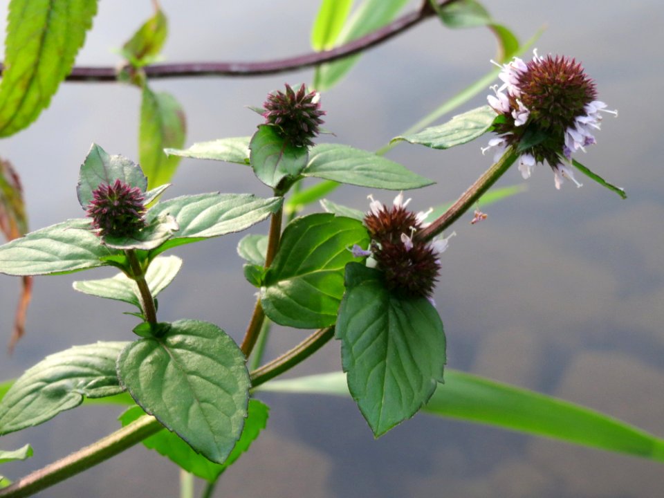 20140829Mentha_aquatica1