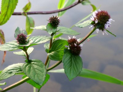 20140829Mentha_aquatica1