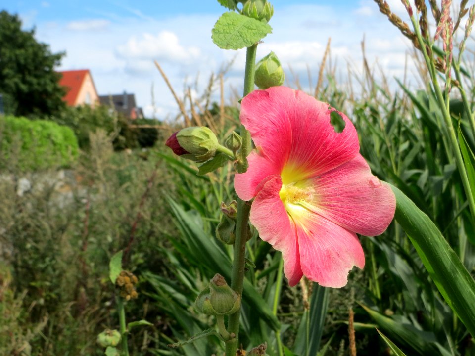20140809Alcea_rosea
