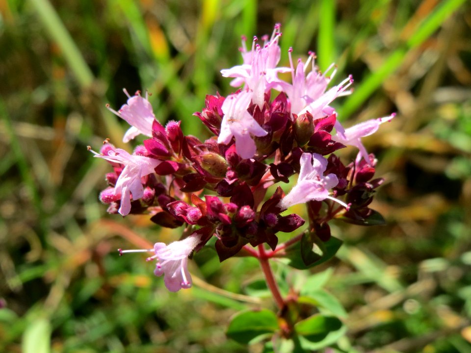 20140827Origanum_vulgare4