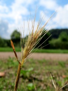 20140804Hordeum_murinum3 photo