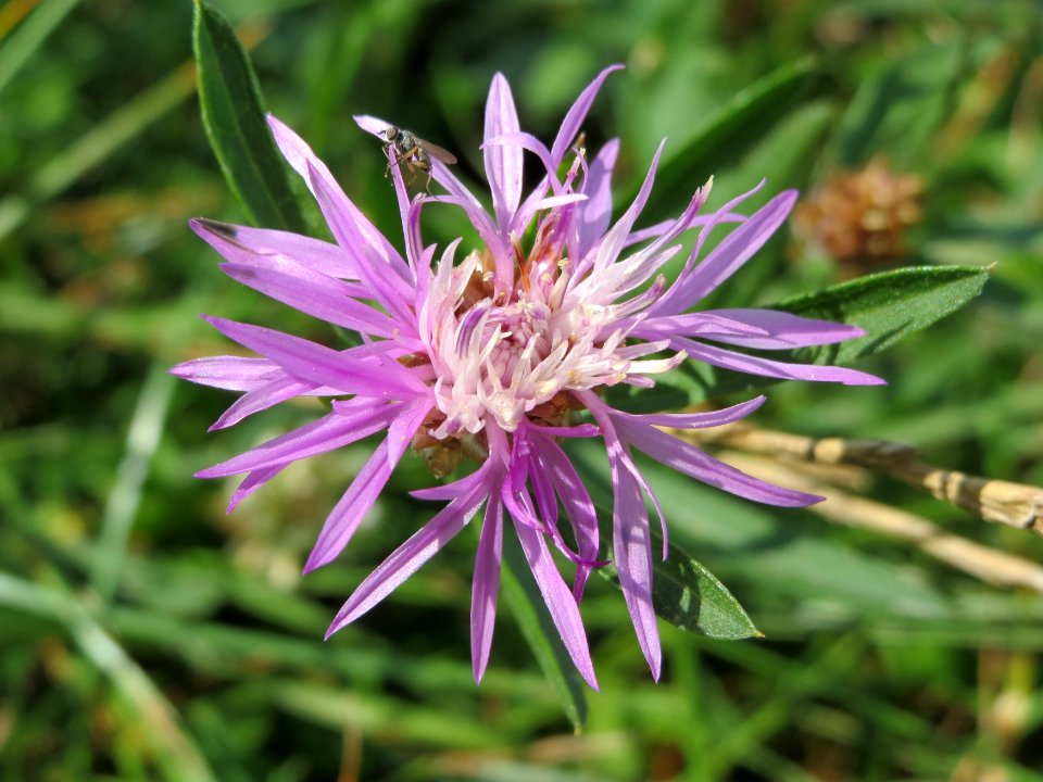 20140809Centaurea_jacea1
