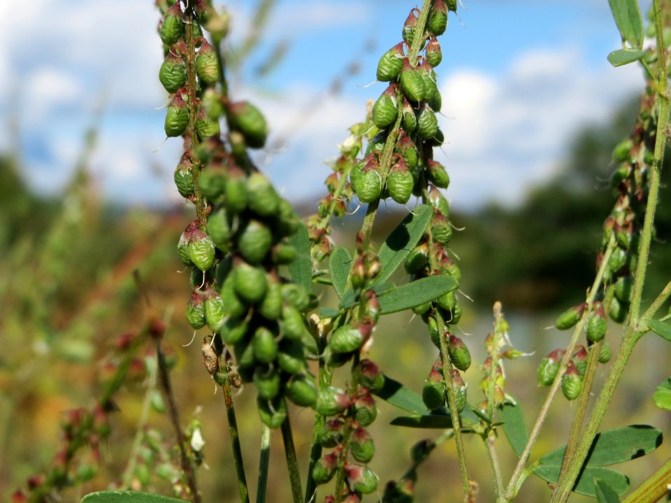 20140827Melilotus_albus3