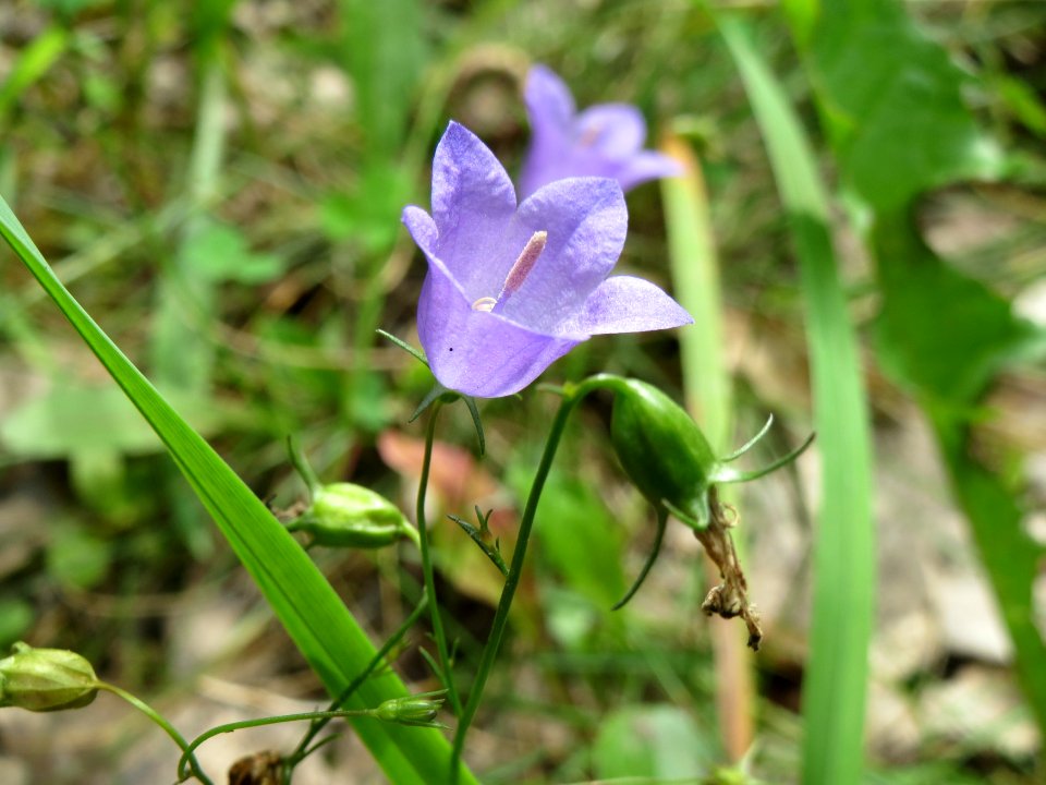 20140808Campanula_rotundifolia5