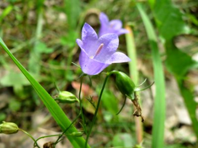 20140808Campanula_rotundifolia5